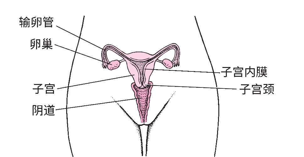 阴道 阴道前庭窝- 维基百科，自由的百科全书